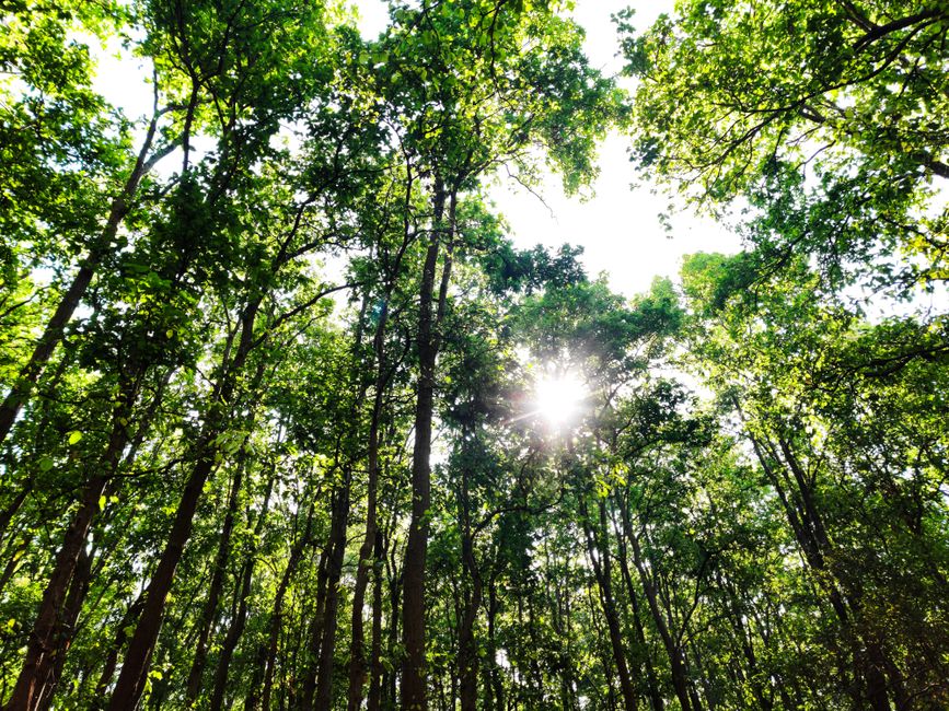 Sunlight filters through a dense green forest creating a serene and natural atmosphere.