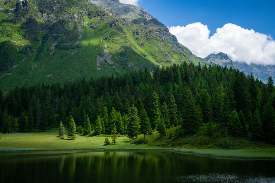 Peaceful mountain landscape with coniferous forest and tranquil lake under summer skies.