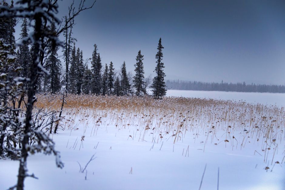 Winter view of snowy forests and snow-covered fields in Kiruna, Sweden, creating a serene landscape.