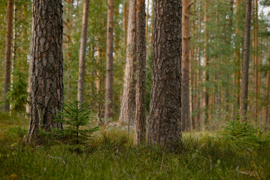 Tranquil boreal forest scene featuring tall pine trees and lush undergrowth, ideal for nature and wilderness themes.