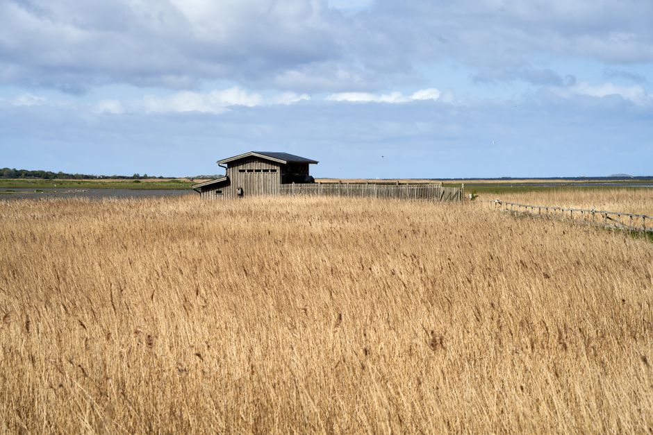 Peaceful landscape of wetlands and birdwatching hut at Getterön, Sweden.